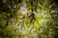 L'enseignement nature